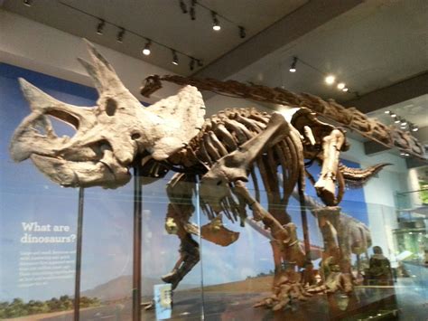 are dinosaur bones real in museums